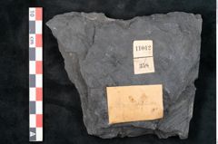 Foto (Detailansicht) von Annularia minuta Brongniart (NHMW-GEO-2024-0188-11012)